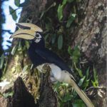 Oriental-pied-hornbill-Anthracoceros-albirostris_sanjitpaal singh_jitspics_2