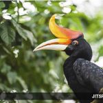 Rhinoceros hornbill_Buceros rhinoceros_Sanjitpaal Singh_Jitspics