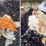 Sentul_compost_1_food_waste_added_to_compost_pile_b