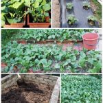 Jespal Singh_urban farming