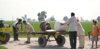 Panjab’s Basmati farmers face devastating losses after floods