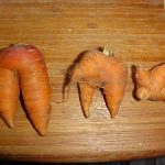 Counting Carrots_photo nodigio