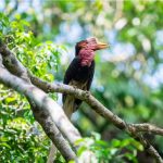 Sanjit Singh_Helmeted hornbill_3